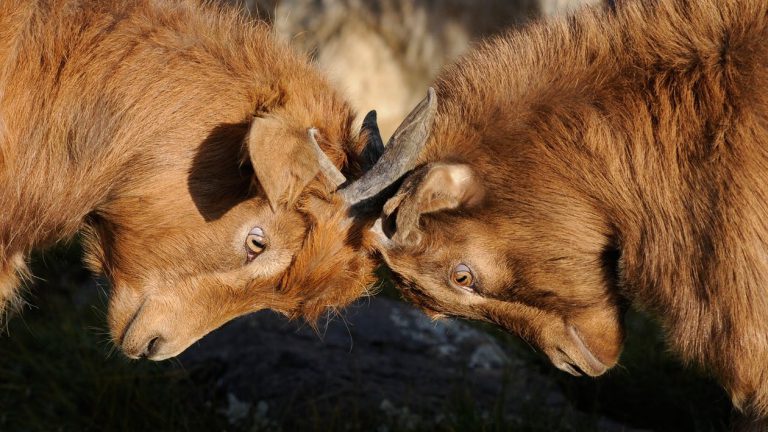 Nanaimo man looking to sell his goats