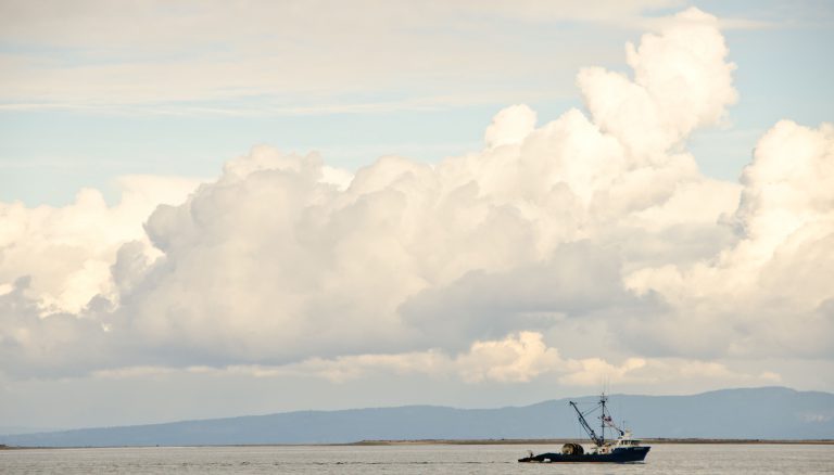 No firm word yet on Comox Harbour herring fishery