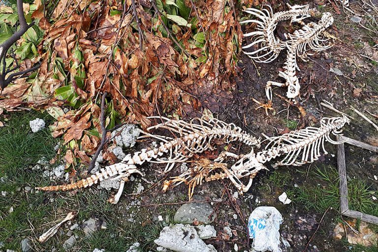 Motorcyclist stumbles on dumping ground full of skeletons