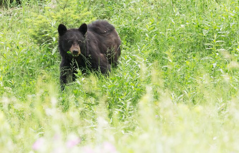 Limited entry hunt comes into effect for black bear on Haida Gwaii