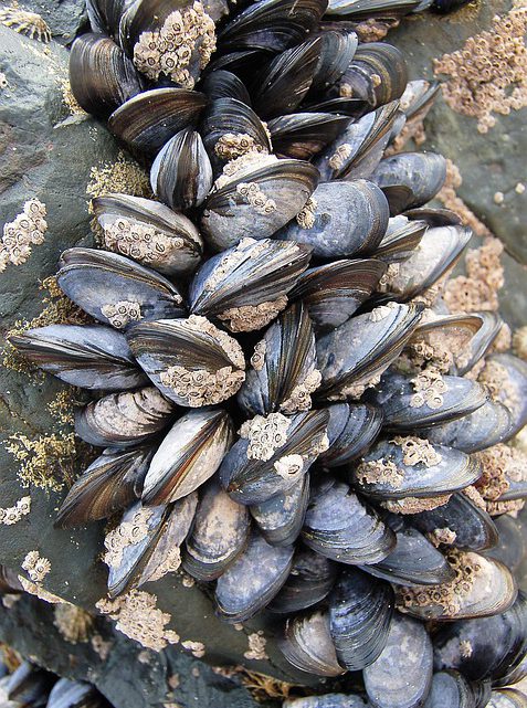 DFO sees uptick in illegal shellfish harvesting