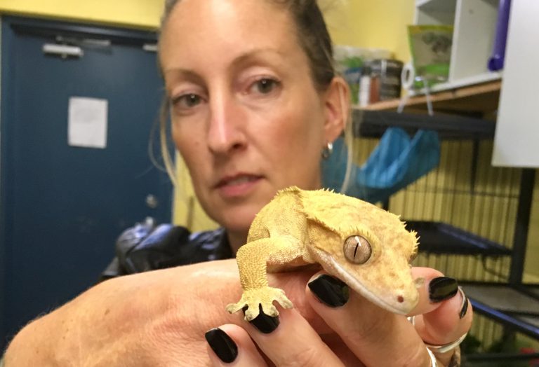 Comox Valley SPCA seeks experienced owners for cold-blooded critters