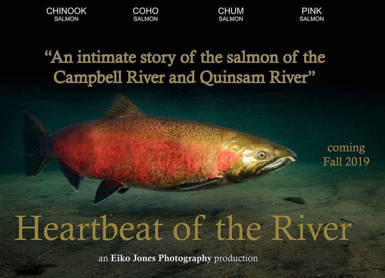 Local photographer releasing documentary on salmon in Campbell River, Quinsam River