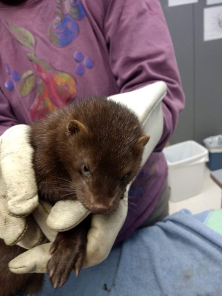 Injured mink spotted in Campbell River too injured, euthanized: MARS Wildlife Rescue