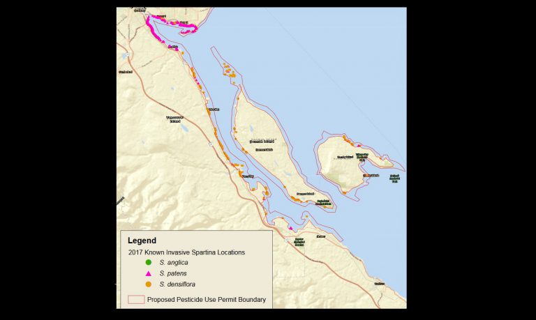 Herbicide spray being planned for Comox Valley, Denman and Hornby Island shorelines