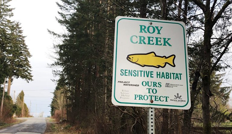 Citizen sounding alarm over Roy Creek silt runoff