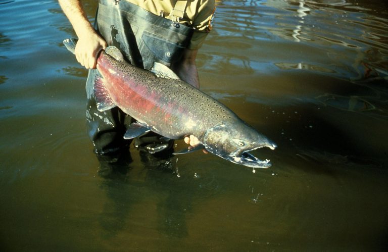 Decision on chinook conservation to come in April: DFO