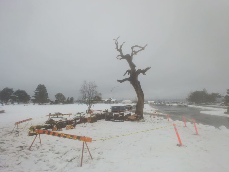 Comox willow tree cut down