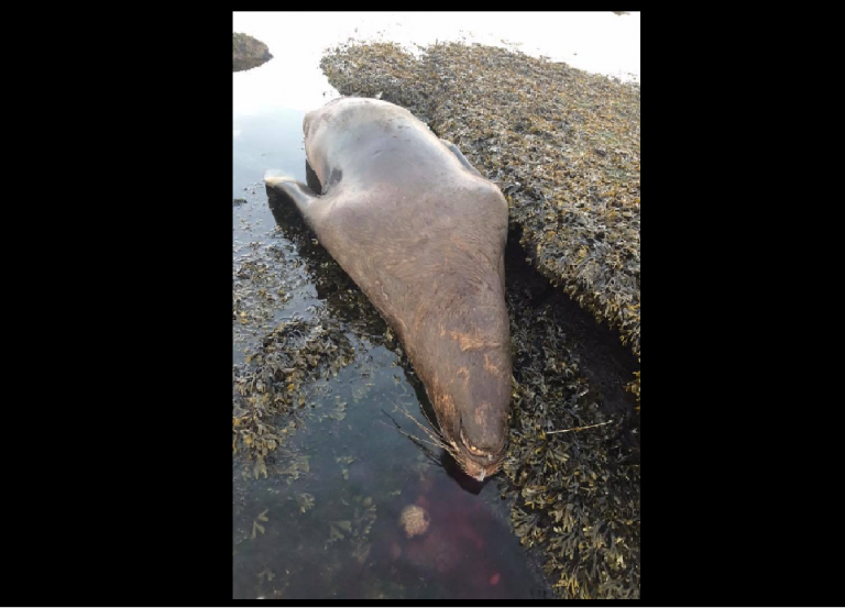 DFO investigating sea lion shot dead