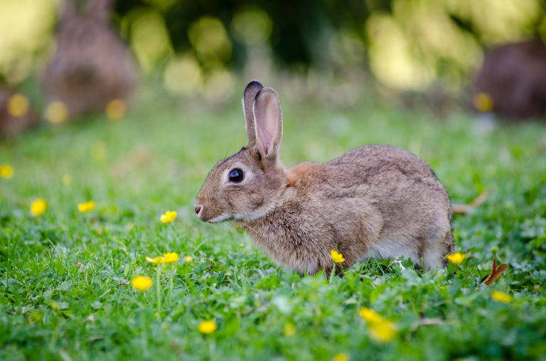 Rabbit hemorrhagic disease found for a second year