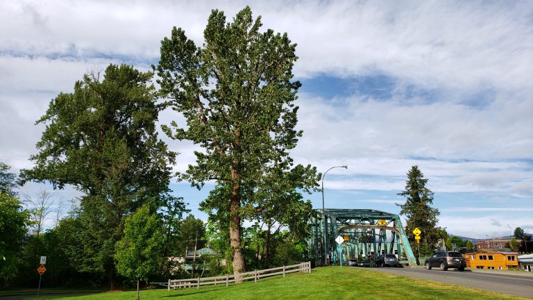 City looking to preserve tree near 5th street bridge