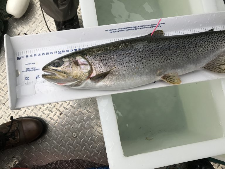 Anglers at Horne Lake can receive rewards for catching tagged trout