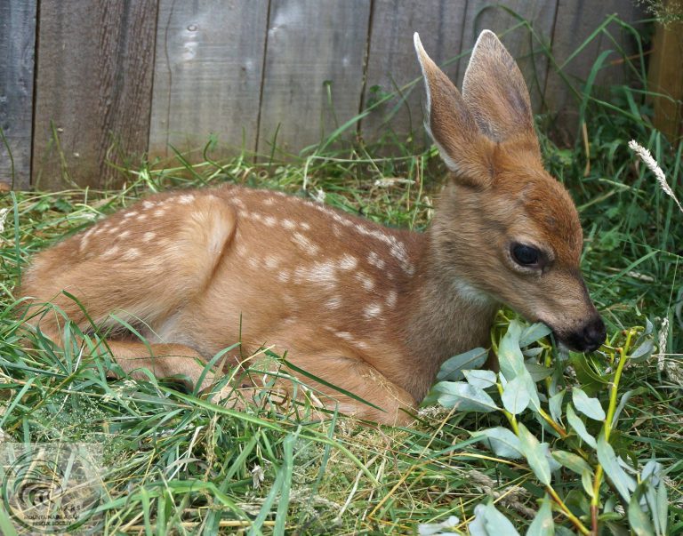 MARS Wildlife Rescue asking for help with its babies