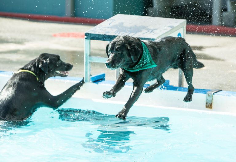 Dogs can go for swim at Pooch-A-Poolooza