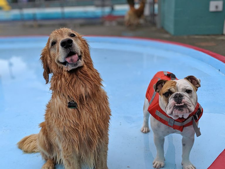 Dog swim makes a splash for charity at Lewis Park pool