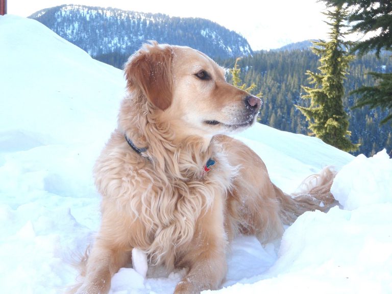 Comox Valley Search and Rescue says goodbye to beloved K9 member