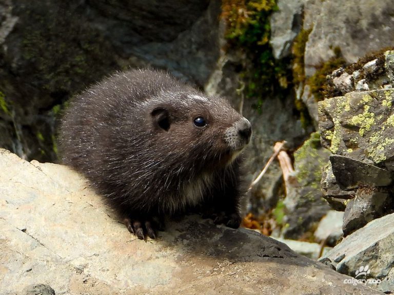 Mount Washington to welcome Calgary-born marmots