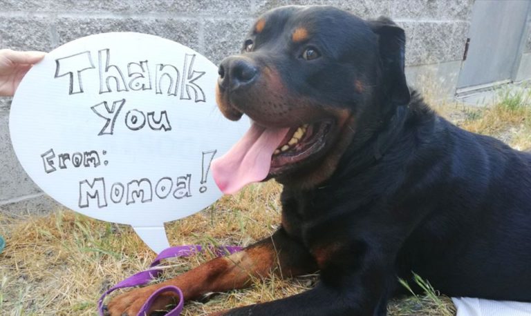 Thousands raised for injured Campbell River Rottweiler found at landfill