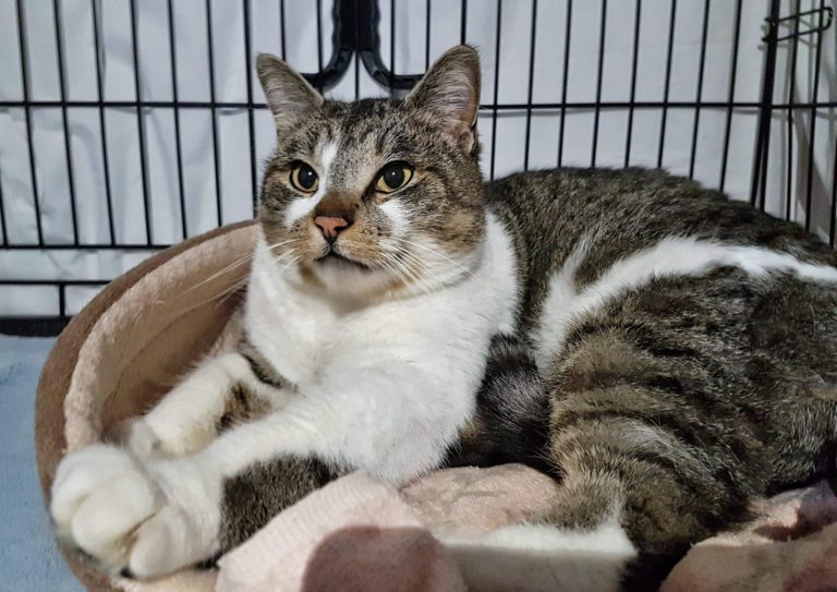 Missing Campbell River man’s cat returned to home after 3 months