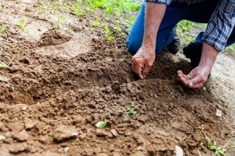 Get your garden ready for spring through online presentation 