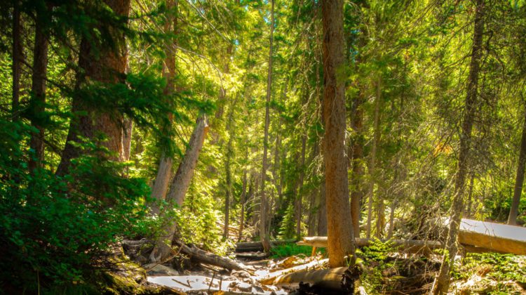 First Nations want logging at Fairy Creek deferred for 2-years