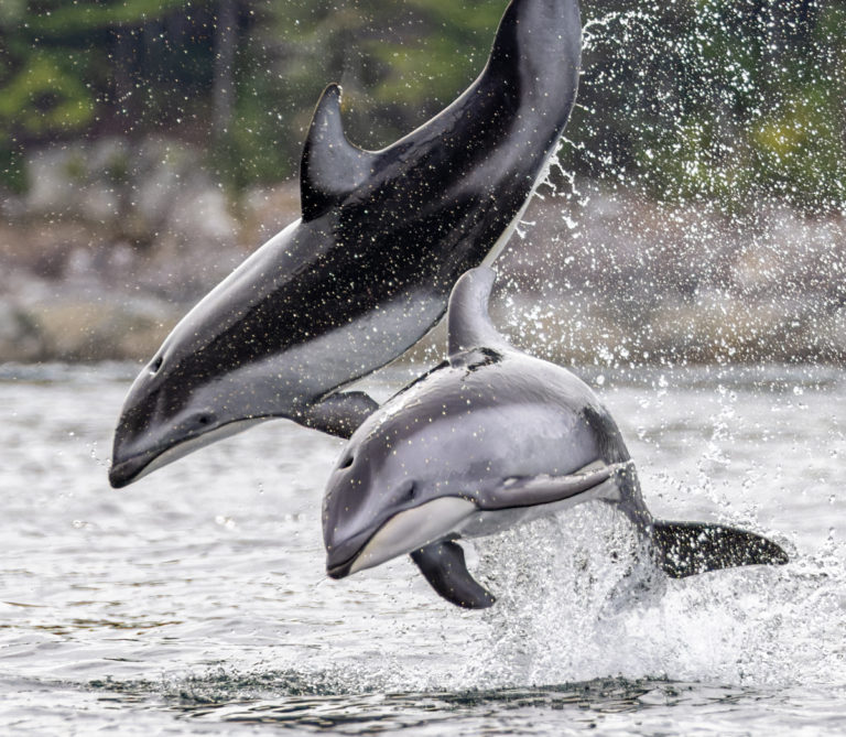 ‘Incredible’ dolphin encounter north of Campbell River for wildlife photographer