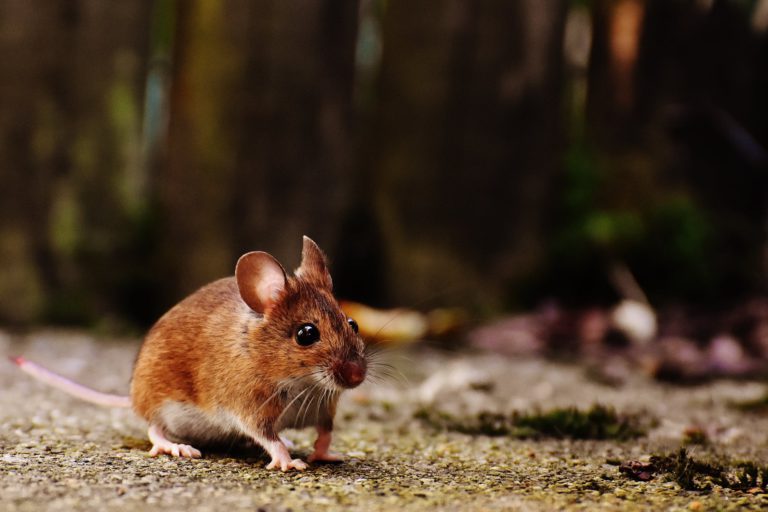 Island cities among ‘rattiest’ in B.C.