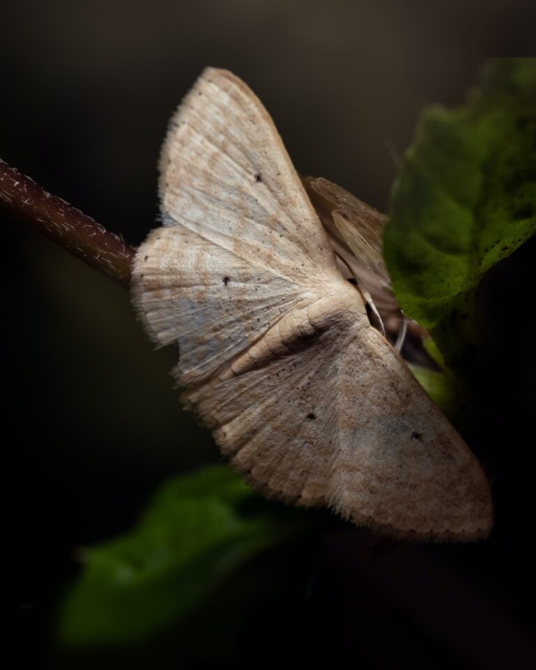 Treatments planned for Courtenay, Campbell River to prevent spongy moth damage