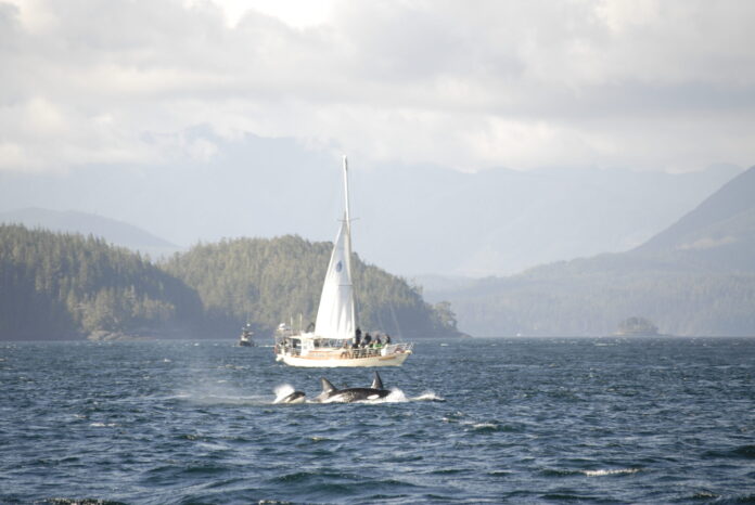 sailboat race around vancouver island