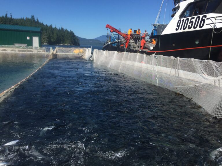 Expiring salmon farms near Quadra Island eyed for kelp farming