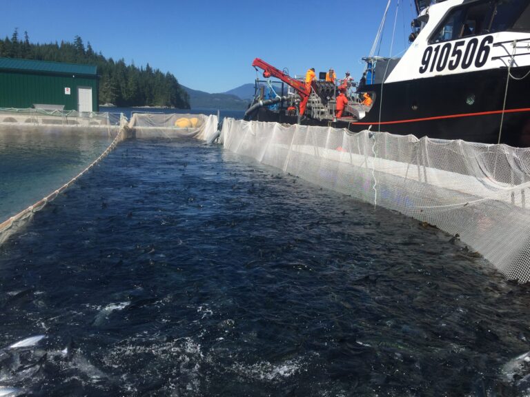 Draft transition plan for BC salmon farmers materializes after five years of promises