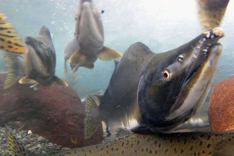 Vancouver Island salmon projects get more than $400K from stamp program