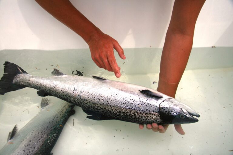 Discovery Islands salmon farm closures reduced wild salmon sea lice loads, study says