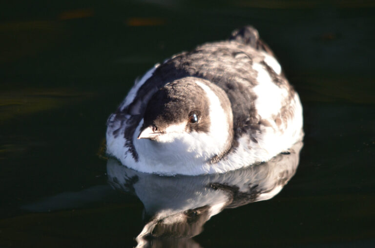 Environmental groups take feds to court over endangered seabirds