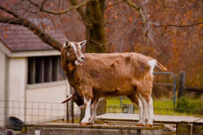 Screams haunting Quadra Island turn out to be sad goat and sheepish couple