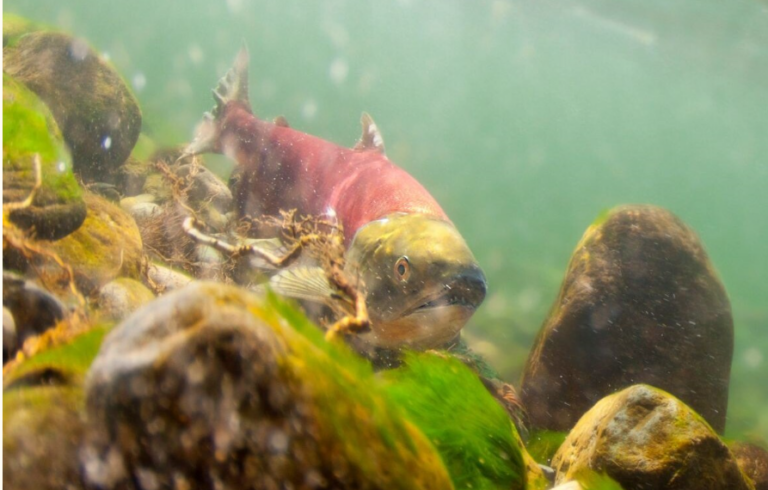 Good fishing for some coho, Chinook stocks forecast for this season