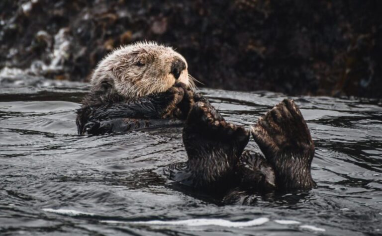 Once-extinct BC sea otters are helping fight climate change