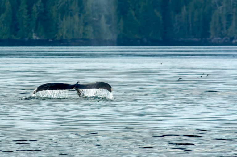 Curious young whales most likely to get entangled in fish farm nets, study finds