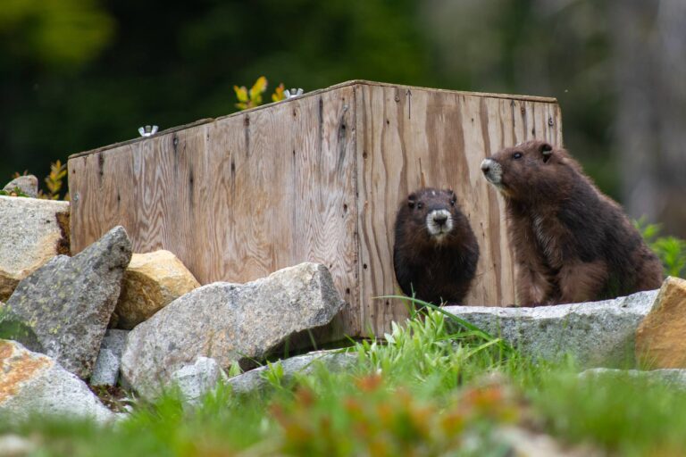Mount Washington welcoming 60 more marmots to Vancouver Island colonies