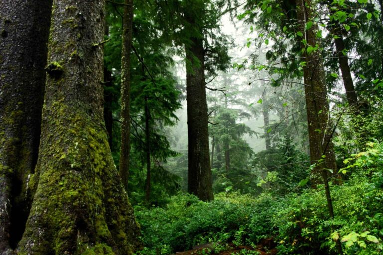 Old growth stands on West Coast permanently protected with new conservancies