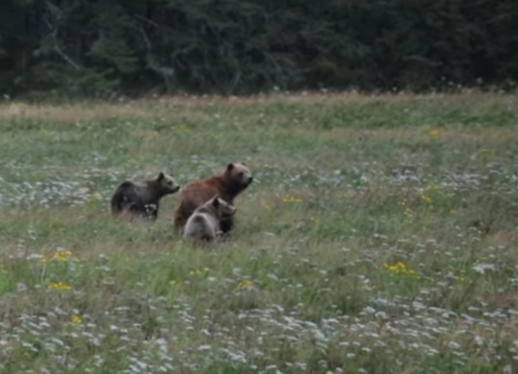 Grizzly mother and cubs confirmed for first time ever on Vancouver Island