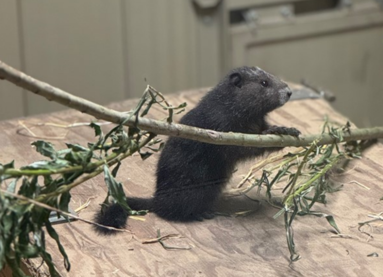 Voting open to name new batch of Vancouver Island marmot pups