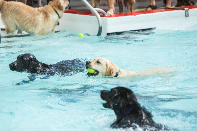 Courtenay Outdoor Pool hosting dog swim to close summer season