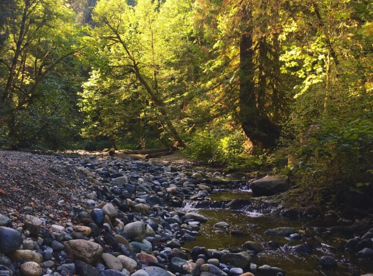 Vancouver Island organisations receive watershed funding support