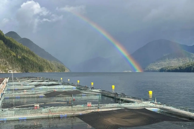 Salmon farmer eying exit from BC after bad year, federal politics