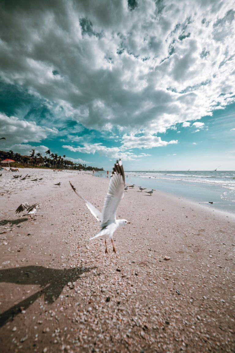 Residents can report gull sightings in Salish Sea this field season