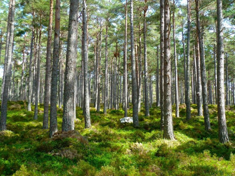 Over 280 million trees planted in BC this year