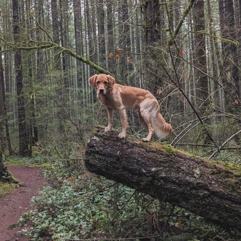 13-year-old girl found thanks to a CVSAR search dog