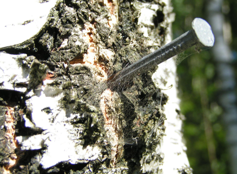 Tree-spiking continues in Fairy Creek, minister condemns ‘criminal behaviour’