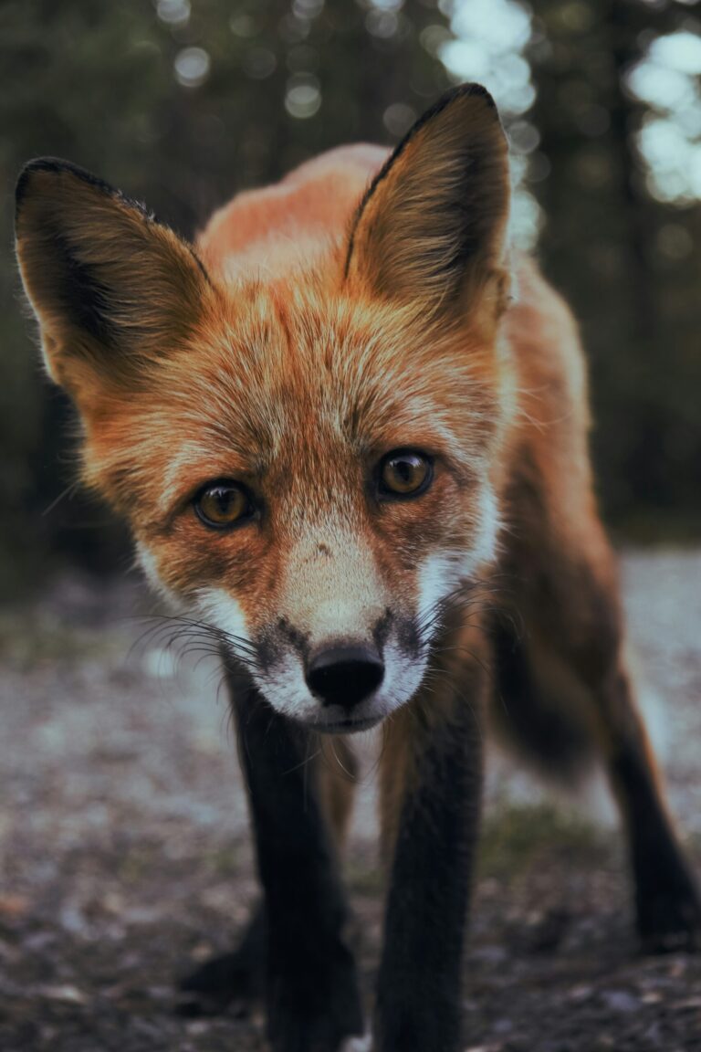 Federal petition launched to end fur farming in Canada